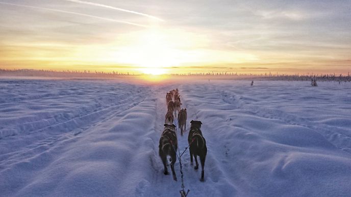 Se psím spřežením po sněhových pláních Aljašky