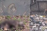 U slovenského města byly nalezeny ostatky uhořelých psů: Mohou za krutou smrt zvířat děti?
