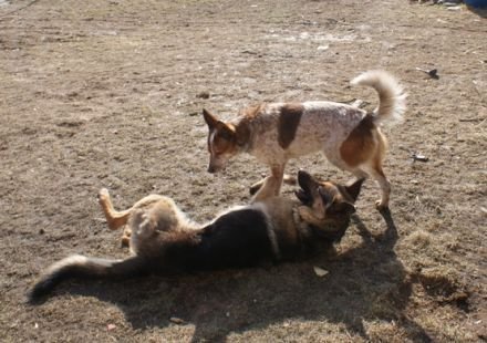 Dino a Džesi si spolu užijí spoustu zábavy.