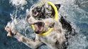 Fotograf Seth Casteel fotí psy pod hladinou vody