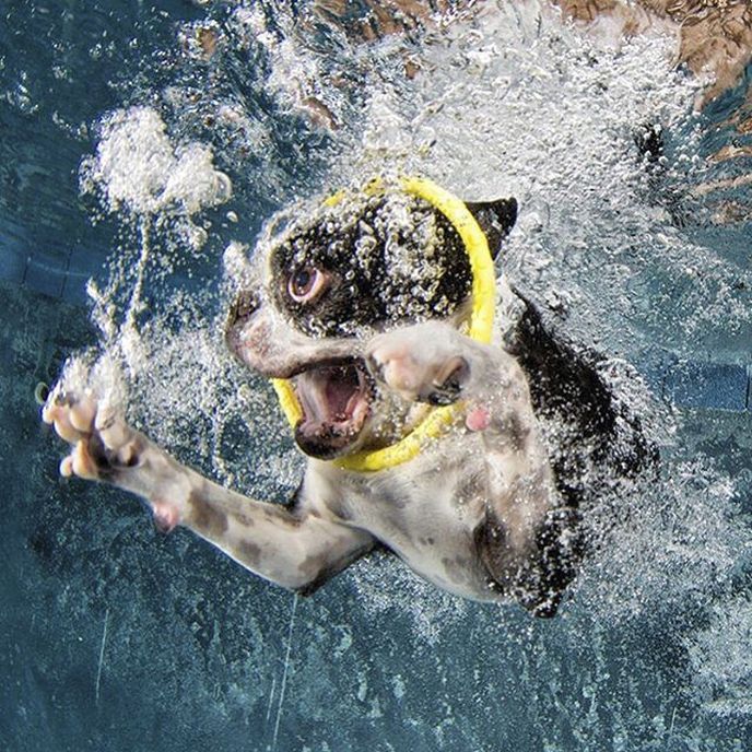 Fotograf Seth Casteel fotí psy pod hladinou vody