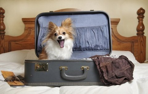 Pes na dovolené: Víme, kam s vašimi mazlíčky vyrazit!