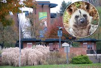 V americké zoo roztrhali psi hyenovití tříletého chlapce