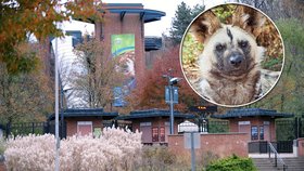 Psi hyenovití roztrhali v americké zoo tříletého chlapce