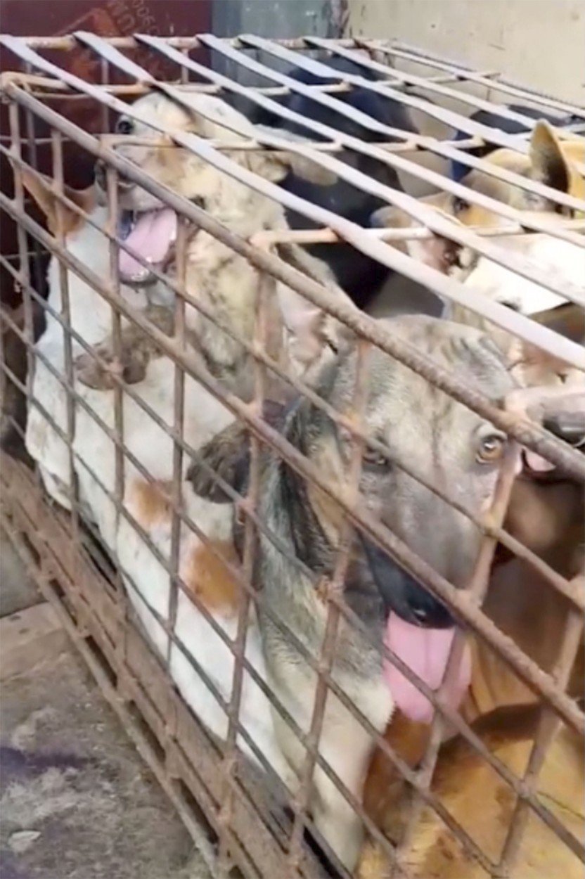 V Kambodži ukrutným způsobem zabíjejí psy na jatkách.