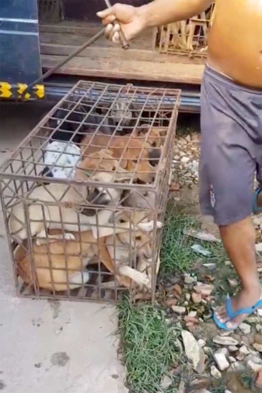 V Kambodži ukrutným způsobem zabíjejí psy na jatkách.
