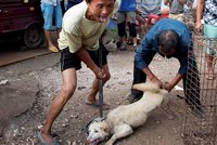 Milovnice psů zachránila 100 zvířat před snědením v Číně. Všem ale pomoci nemohla…