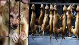 V Číně tradičně pojídají o slunovratu psí maso ve velkém.