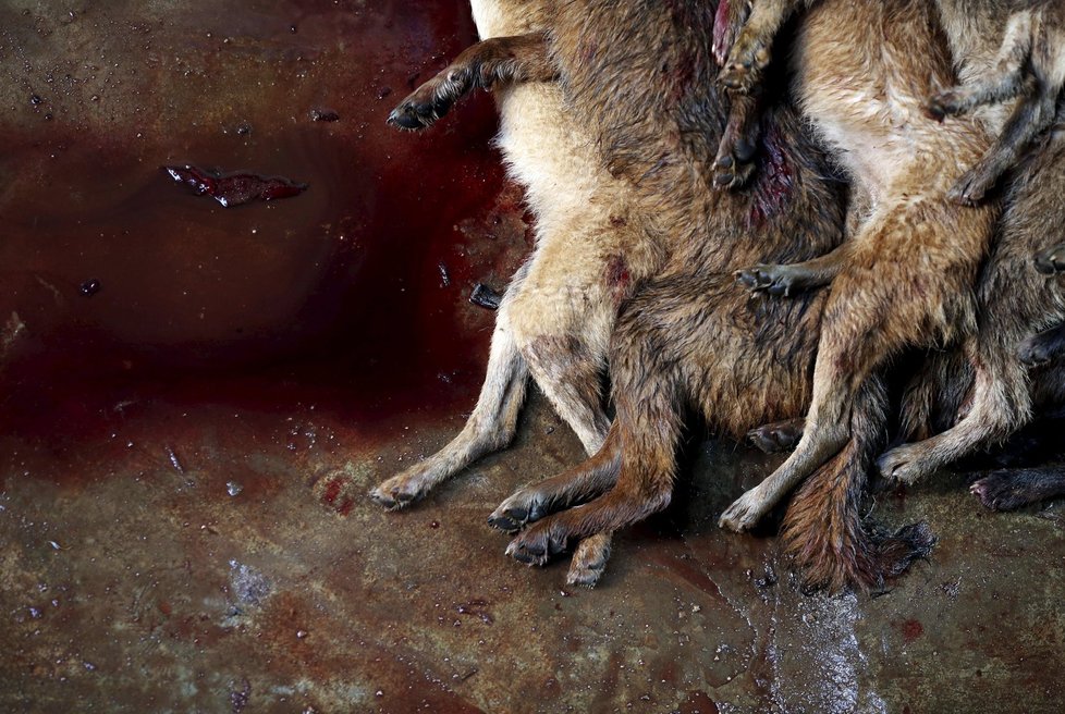 Děsivé fotky ze psích jatek v Číně.