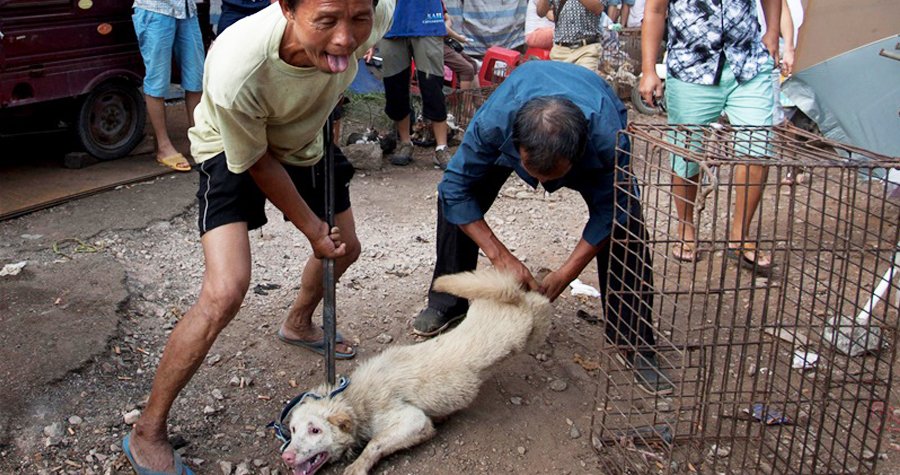 Porážka vyděšeného psa na tradičním čínském festivalu, kde se konzumuje psí maso.