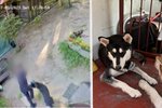 Kamera zachytila kruté týrání psa na Sokolovsku! Agresor fenku bil pěstmi a kopal.