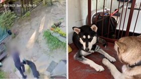 Kamera zachytila kruté týrání psa na Sokolovsku! Agresor fenku bil pěstmi a kopal