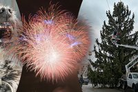 Kvůli ohňostroji zrušili psí stanici: Kyjov obešel nový zákaz pyrotechniky