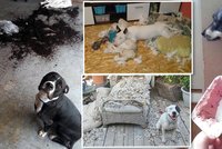 Je mezinárodní den psů: 16 případů, kdy nás pořádně potrápili, ale pořád je milujeme