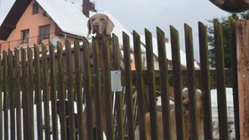 Kolem domu Petry Cendelínové Němcové neustále pobíhá několik psů různých ras