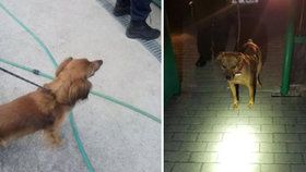 Takhle se zbavovali psů v Mostě: Uvázali je různě po městě a ponechali osudu