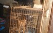 Nejméně 50 psů drželi v malých klecích a boxech. 13 jich musel veterinář utratit.