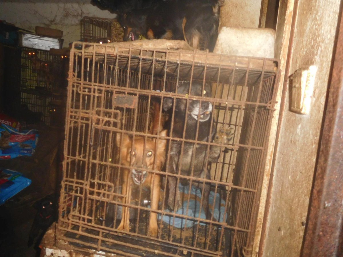 Nejméně 50 psů drželi v malých klecích a boxech. 13 jich musel veterinář utratit.