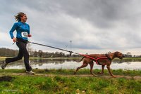 Obezita zabíjí domácí mazlíčky: Dostaňte je do formy