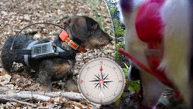 Výzkum monitoroval přes 20 psů, kterým byla na tělo přidána kamera a GPS, aby je při běhu monitorovala