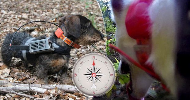 Jezevčík s GPS odhalil kouzlo psí navigace. Hafani mají díky Zemi mapu v hlavě