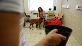 Bucka (11) při testech maďarských vědců zkoumajících obezitu psů