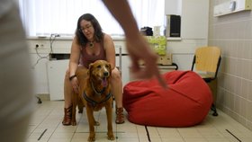 Bucka (11) při testech maďarských vědců zkoumajících obezitu psů