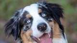 Hledáme nejkrásnější psí oči: Pošlete fotky a vyhrajte chovatelské potřeby za 15 tisíc