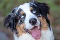 Hledáme nejkrásnější psí oči: Pošlete fotky a vyhrajte chovatelské potřeby za 15 tisíc