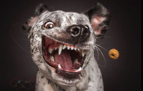 Tahle fotogalerie vám ukáže, jak moc psi milují jídlo!