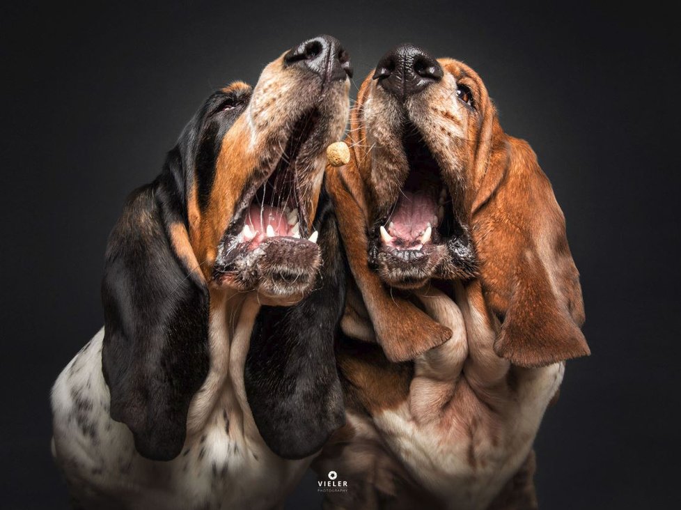 Christian Vieler zasvětil své fotografování pejskům.