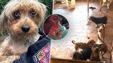 Razie na množírnu se 165 psy na Mladoboleslavsku: Zvířata se pokrevně množila a žila ve výkalech