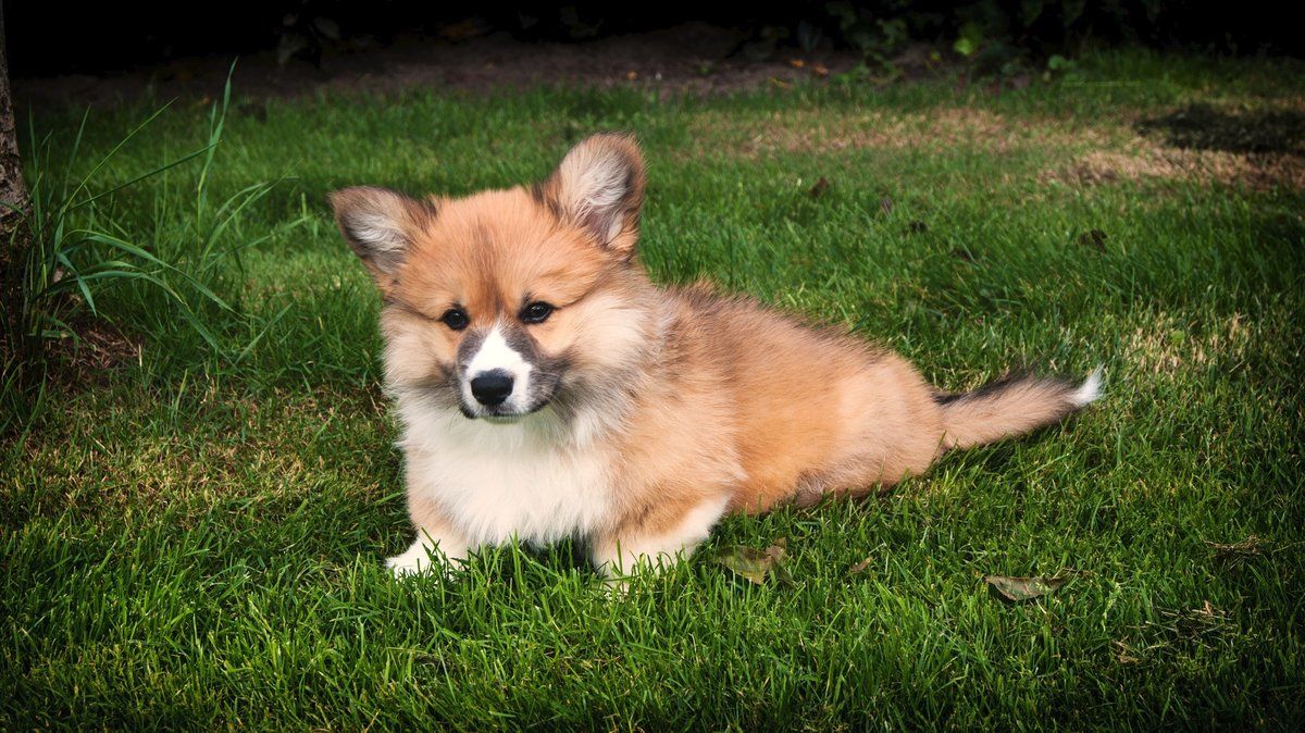 Psí plemena: Welsh Corgi Pembroke