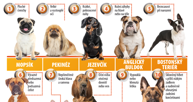 Veterináři varují: Těchto 10 problémových psích ras si rozmyslete!
