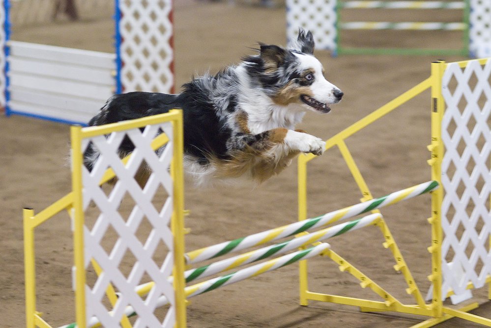 Skok při agility