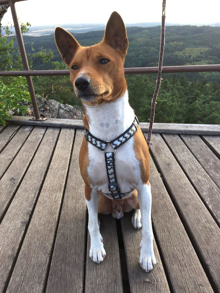 Krásný basenji