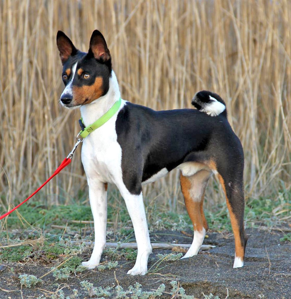 Tříbarevný basenji