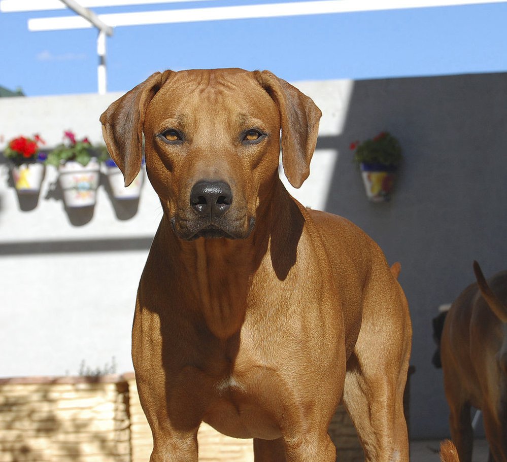 Krásný pohled Ridgebacka