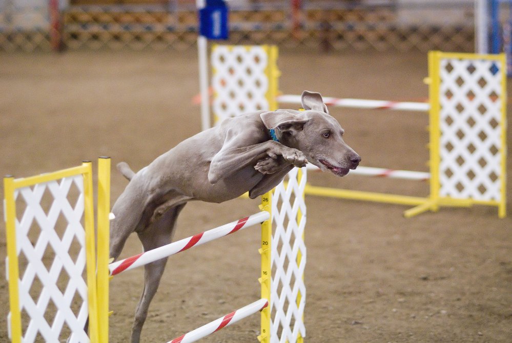 Výmarák při agility