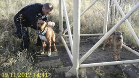 Muž z Chomutova se chtěl zbavit svých psů: Lidé ho vypátrali přes sociální sítě.