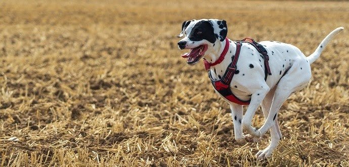 4 najlepšie tipy na športovanie so psím parťákom
