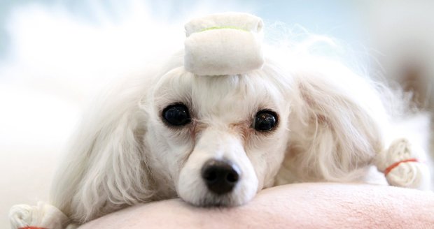 Tříletá psí slečna Vava využívá služeb kadeřníka.