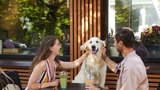 5 plemen psů, která kamarádí s každým a na vás ve vteřině zapomenou. Který čtyřnohý přítel vás opustí bez mrknutí oka?