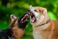 Psí rváči: Co dělat, když se pustí do vašeho psa