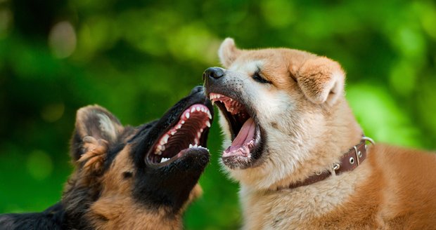 Když se psi perou, je dobré své zvíře chňapnout za slabiny a obojek, přitisknout k zemi a odtáhnout od protivníka.