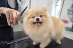 Salóny pro zvířata mohou znovu otevřít. Na snímku psí salon Dogtown v Praze z dubna (28. 4. 2020)