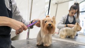 V psím salonu Dogtown v Praze se nyní nezastaví. Po uzavření mají objednávky až na červen (28. 4. 2020).