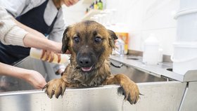 V psím salonu Dogtown v Praze se nyní nezastaví. Po uzavření mají objednávky až na červen (28. 4. 2020).