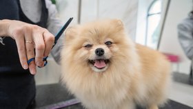Salóny pro zvířata mohou znovu otevřít. Na snímku psí salon Dogtown v Praze z dubna (28. 4. 2020)