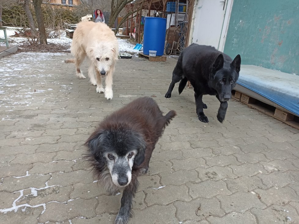 Una (vpravo) je prvním letošním přírůstkem v psím hospici V Bukovince.